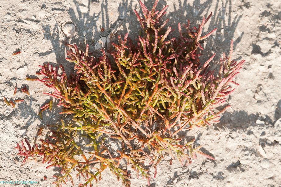 „Sedum