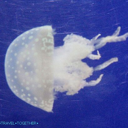 „Oceanarium
