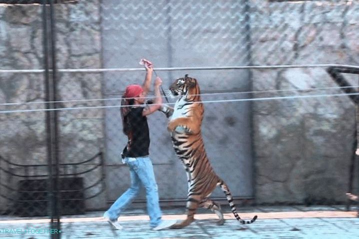 Таиланд Самуи Samui Aquarium & Tiger Zoo