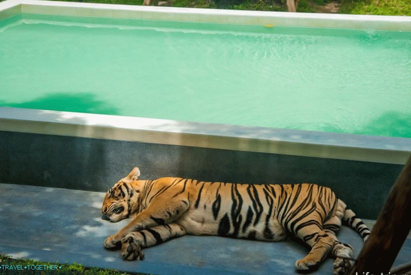 „Tiger